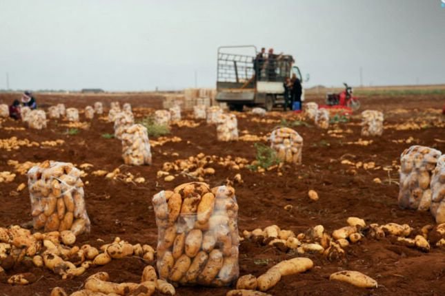 Syrien startet Registrierung für Import von Elite-Saatkartoffeln