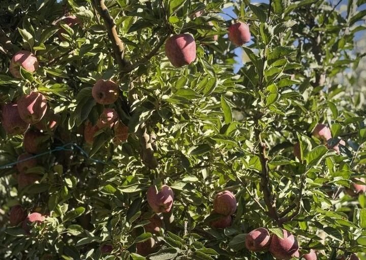 Apfelbauern in Zabadani und Serghaya leiden unter hohen Produktionskosten