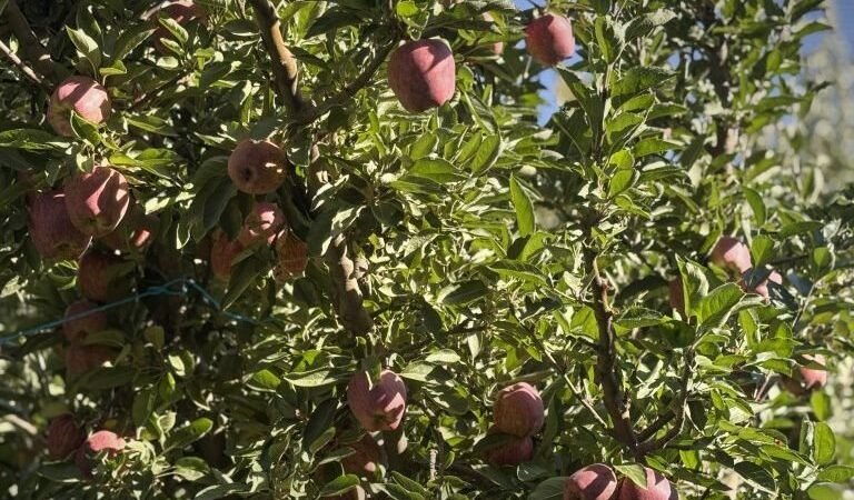Apfelbauern in Zabadani und Serghaya leiden unter hohen Produktionskosten
