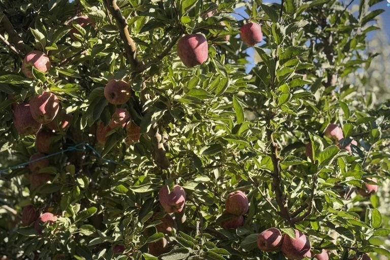 Apfelbauern in Zabadani und Serghaya leiden unter hohen Produktionskosten