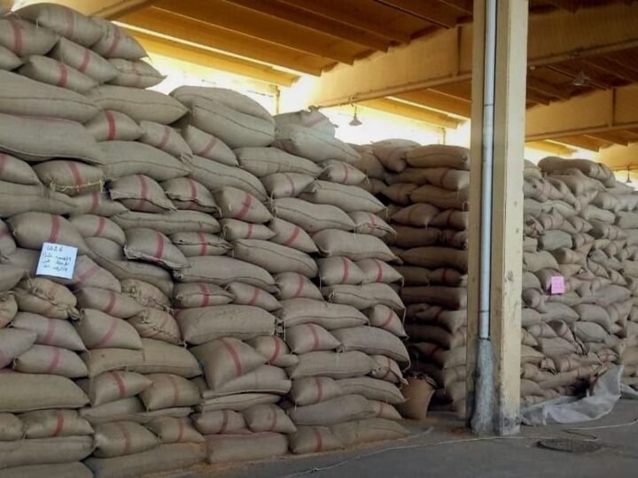 Daraa: Saatgutvermehrung übernimmt 10.000 Tonnen Weizen der aktuellen Ernte