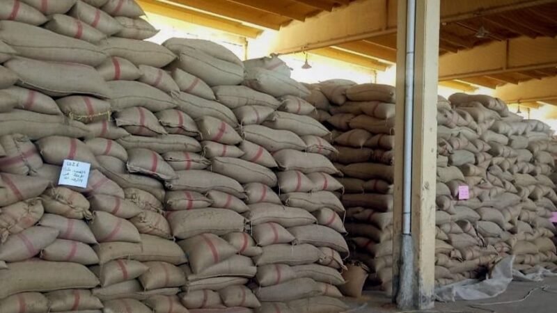 Daraa: Saatgutvermehrung übernimmt 10.000 Tonnen Weizen der aktuellen Ernte