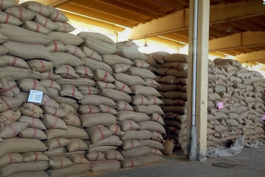 Daraa: Saatgutvermehrung übernimmt 10.000 Tonnen Weizen der aktuellen Ernte