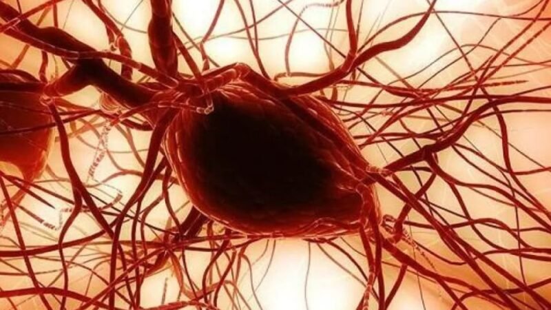 Wissenschaftliche Entdeckung: Wangenfett zur Regeneration von Hornhaut und Knochen