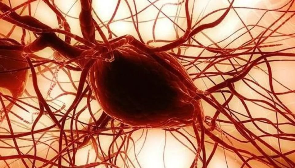 Wissenschaftliche Entdeckung: Wangenfett zur Regeneration von Hornhaut und Knochen