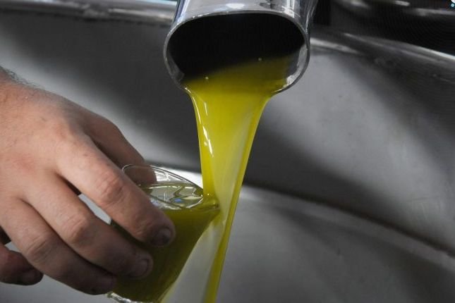 Syriens Olivenernte: Moderne Techniken sichern Produktionsqualität