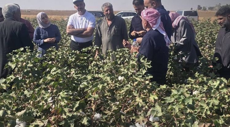 al-Hasaka: Feldtag zur Vorstellung der Baumwollsorte „Halab 90“