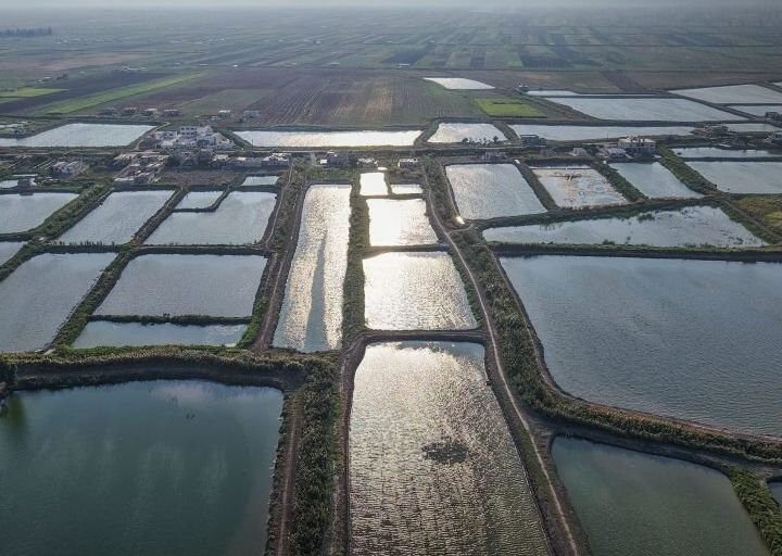 Fischzucht in al-Ghab: Herausforderungen und Wachstumspläne